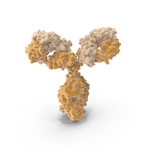 [0050-MDT-020P] Antisize:Dityrosine  DT  Monoclonal Antibody size: 20 μg of IgG / vial